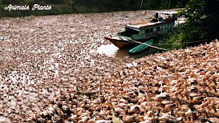 The Duck | The largest flock of ducks in Vietnam is raised freely.24-hour diary of laying ducks 2.