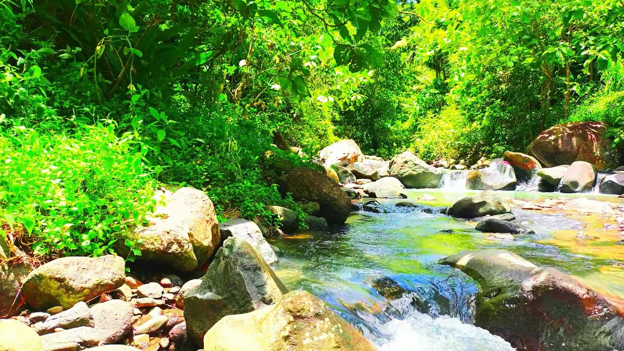 01/20 🧘‍♀️ Forest Stream Immersion - Natural Soundscape for Meditation ...