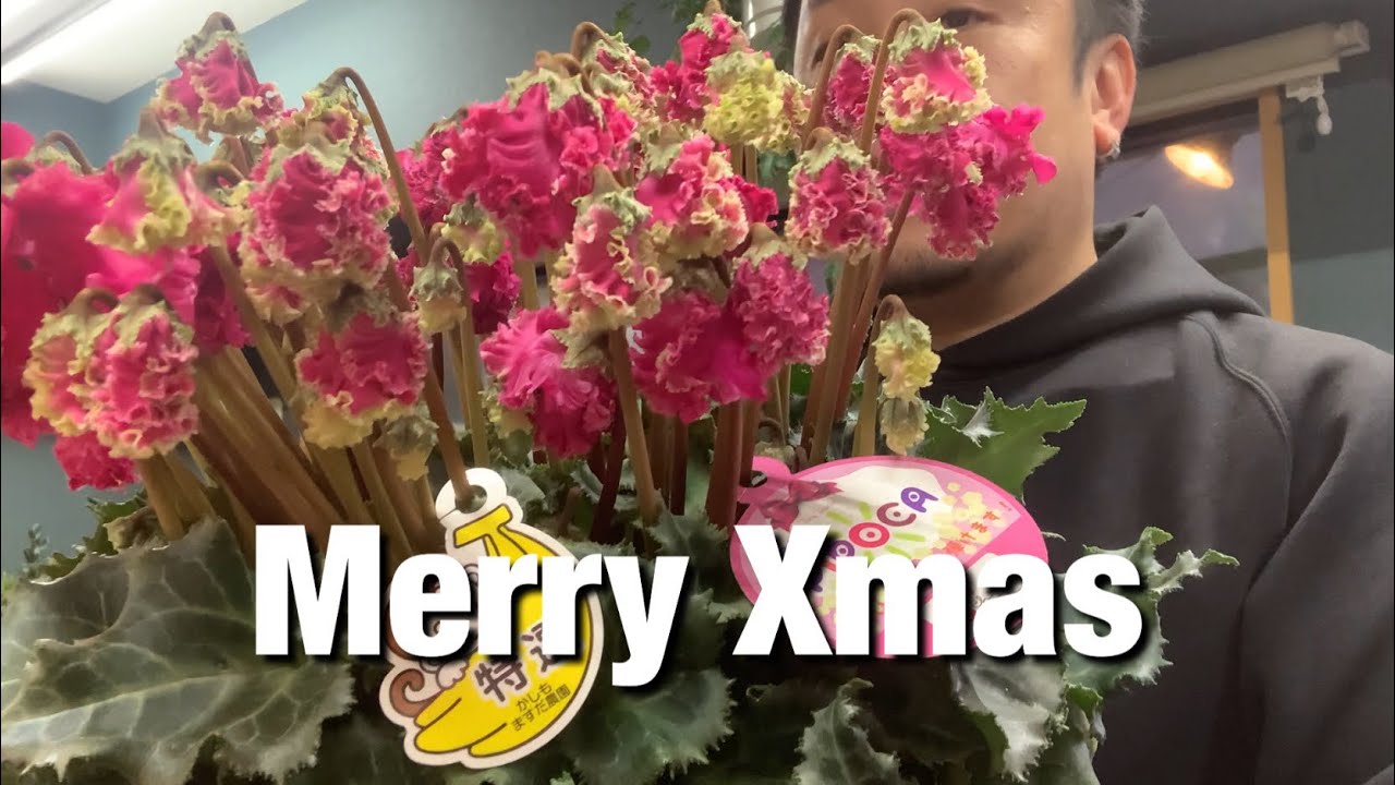 Membership] Christmas results report and a little chat! A little