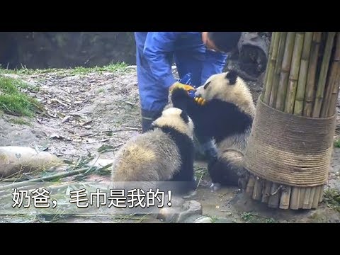 《熊貓早晚安》奶爸，毛巾是我的！| iPanda
