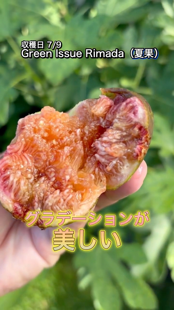 枝・実・果実 minuit YouTube