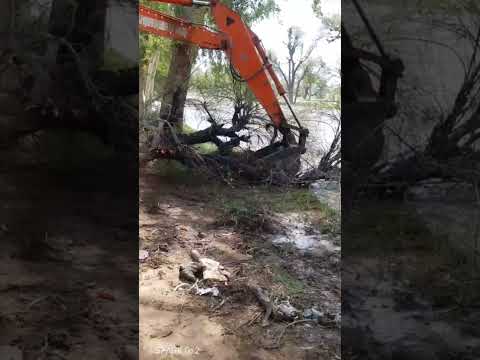 Bahawalpur,  dead trees are being removed from the canal