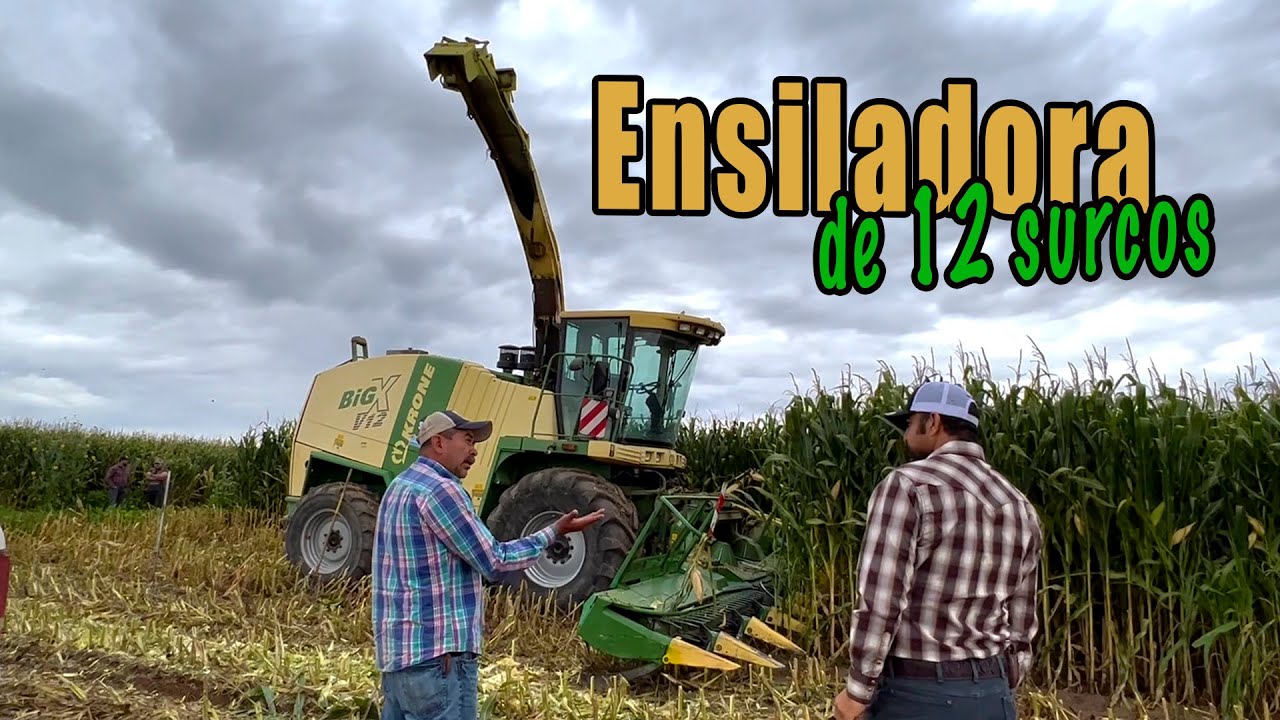 Así trabaja LA ENSILADORA GIGANTE  en Zacatecas