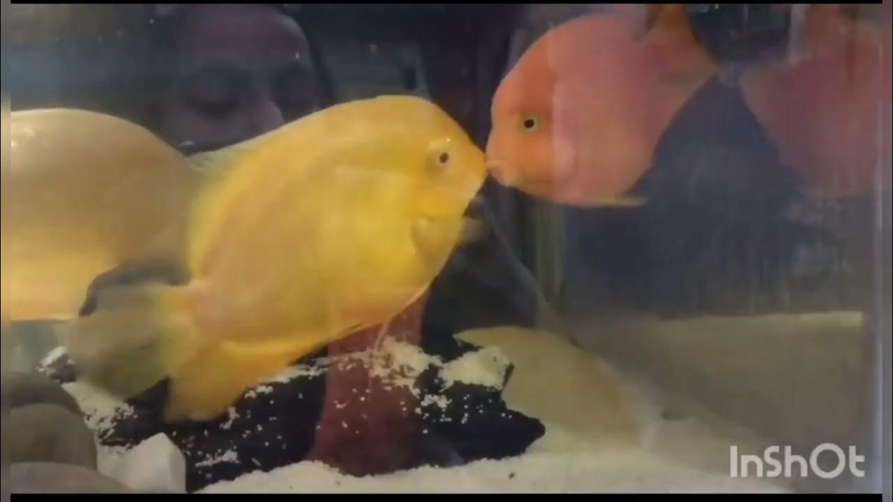 Severum fish fighting with parrot fish 🐟🐟 YouTube