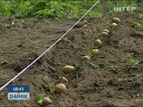 Как сажают картофель в развитых странах?