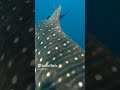 Huge whale shark #marinelife #fish  #diving #ocean #scuba #trending