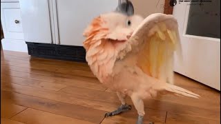 The dance of the cockatoo is a captivating spectacle that combines rhythm, flair, and avian charisma