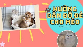 HƯỚNG DẪN ĐỠ ĐẺ CHO MÈO | ĐÓN CHÀO CÁC BÉ MÈO ANH LÔNG NGẮN SƠ SINH SIÊU ĐÁNG YÊU | THỊNH MEOW