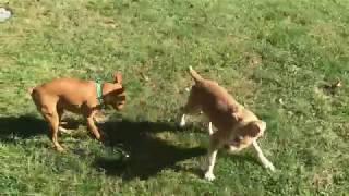 Pit Bull Puppy Toby Wants To Play