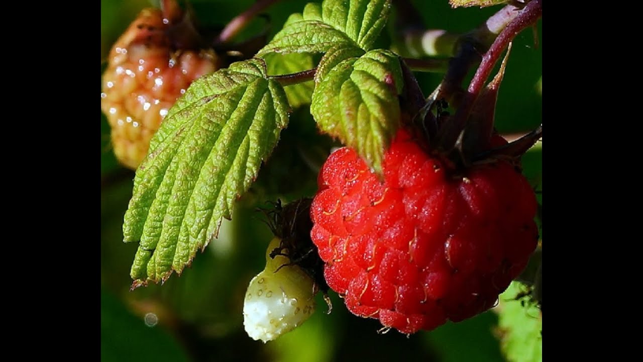 Как растет княженика