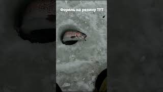 Поимка форели зимой на приманки TFT #shorts