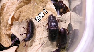 ミルワームとチャイロコメノゴミムシダマシとサナギ収穫祭2025