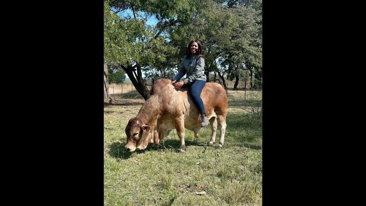 BORAN BREEDING IN ZIMBABWE WITH COLLIN LANGTON