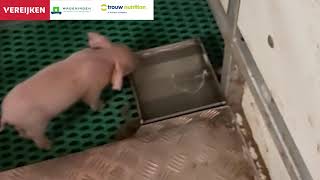 Familievoeren - Samen leren eten en water drinken