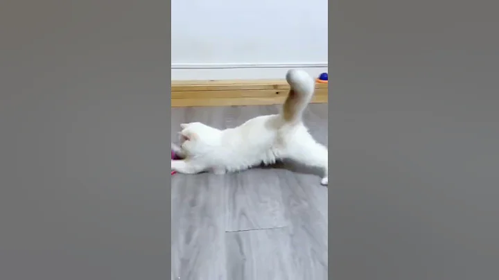 Watch the video about Japanese Spitz#Samoyed#Scottish Fold#Van cat#funnyTurkish Van #lovely #playing