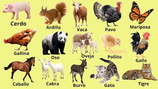 50 Animales con sus nombres | Nombres de los animales en español | Videos de animales | Zebra, Vaca