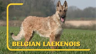 All About Belgian Laekenois  AKC Approved