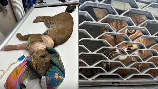 Bobcat dies after being rescued from inside car grill in Lincoln County, officials say