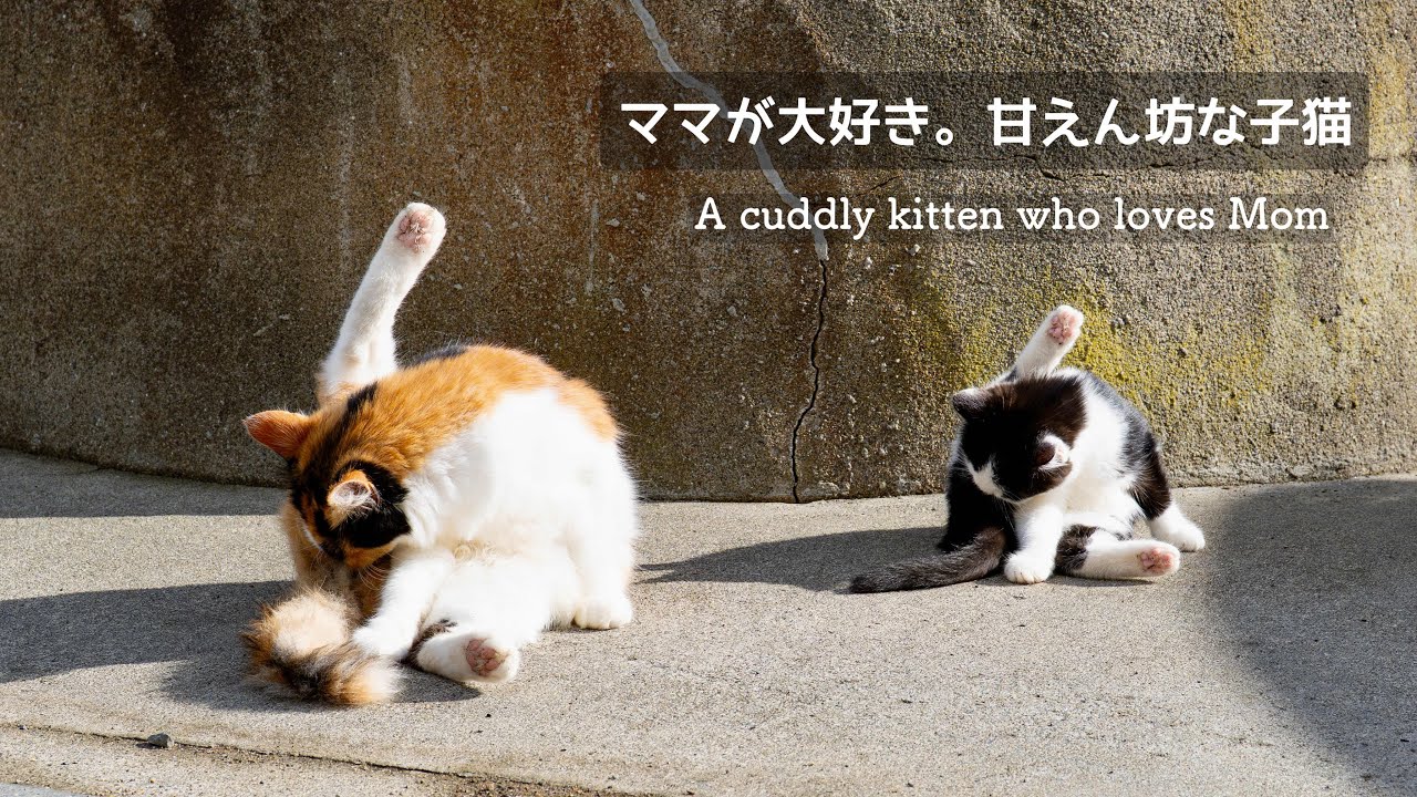 子猫mama ママが大好き。甘えん坊な子猫｜A cuddly kitten who loves Mom - YouTube