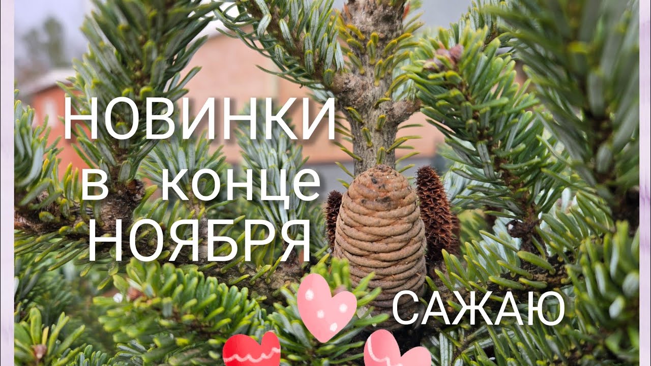 НОВИНКИ в конце НОЯБРЯ🌲Всё сажаю.🌲 Новая большая пихта!🤗