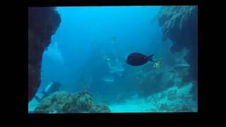 Tarpon dive with XTC in Xcalak