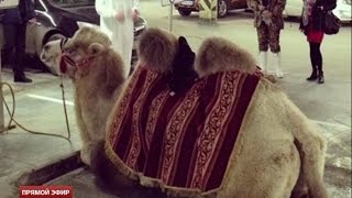 В торговом центре Екатеринбурга верблюд нарушил правила парковки В торговом центре Екатеринбурга верблюд нарушил правила парковки
