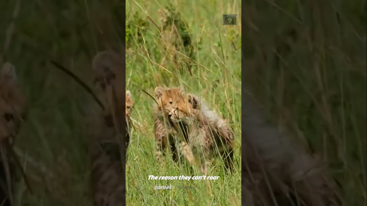 Cheetahs Don T Roar They Chirp Like Birds