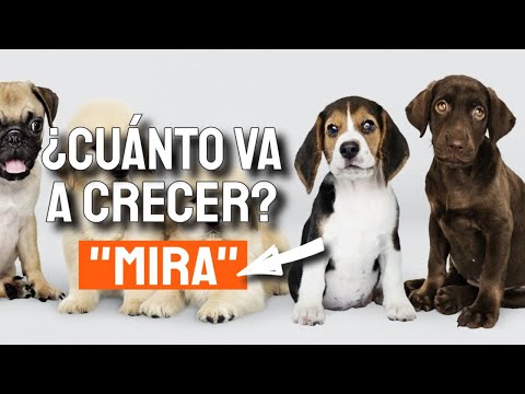 Video: ¿Cuánto tiempo vivirá su perro? Depende de su tamaño