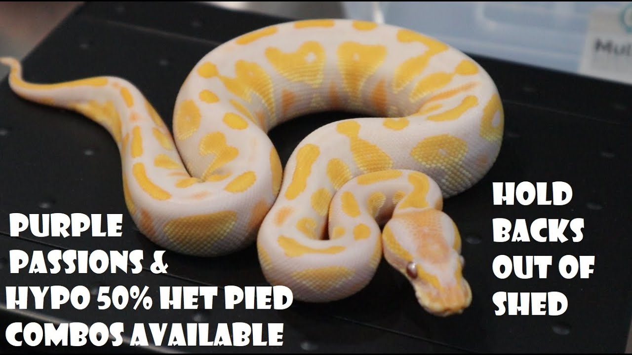 Pastel YB Purple Passion Het Ultramel & Pastel Fire Hypo 50% Het Pieds ...