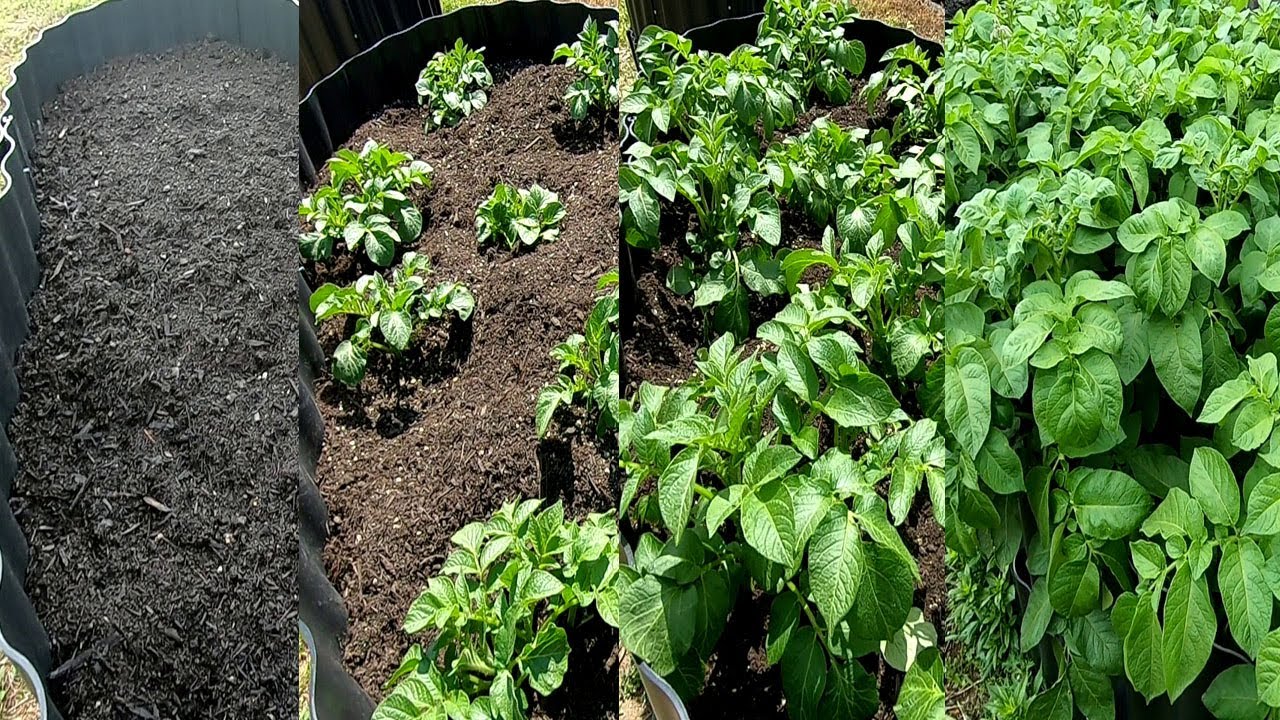 レイズガーデンベッドにジャガイモ定植 発芽 開花直前まで Youtube レイズガーデンベッドにジャガイモ定植 発芽 開花直前まで Youtube