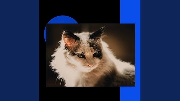 Pulsating Jazz Trio - Vibe for Loved Cats