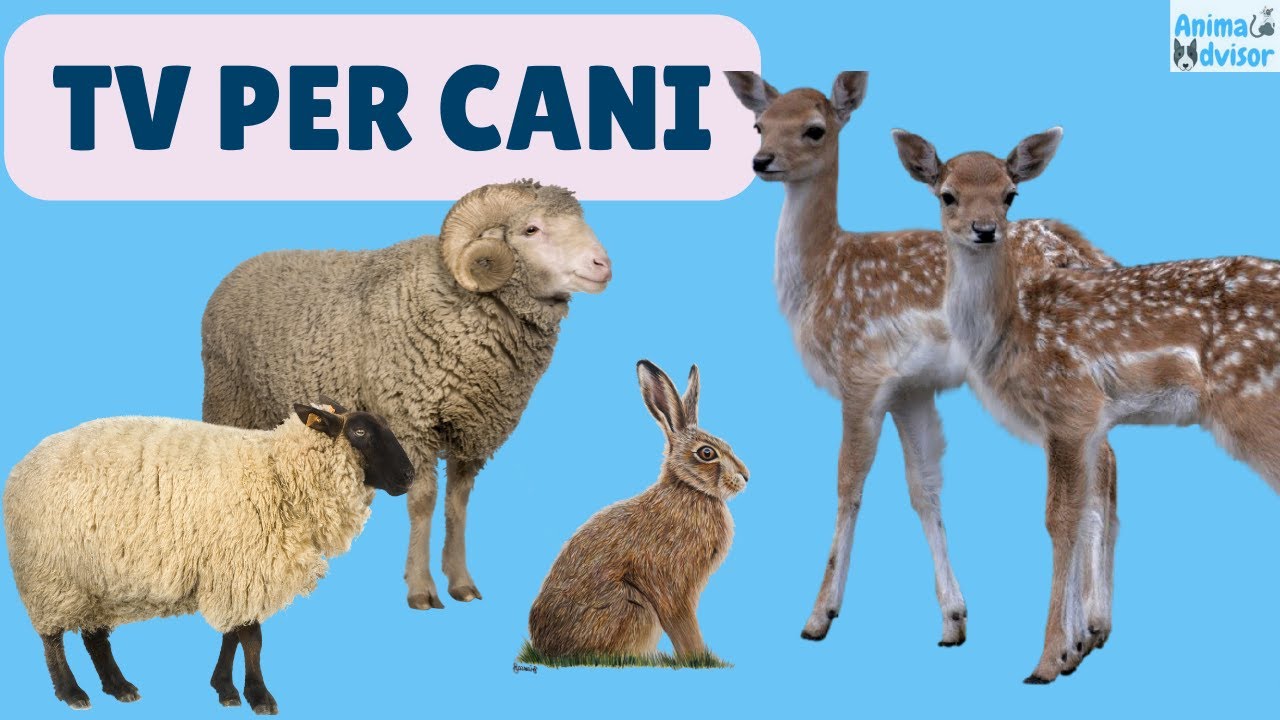 TV Per Cani 🐶 - ⭐ 3 ORE ⭐ di Pecore, Lepri e Cervi 🐑🦌🐇