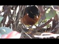 ROBIN FEEDING HER 4 BABIES THIS IN NEST IN MY BACKYARD.