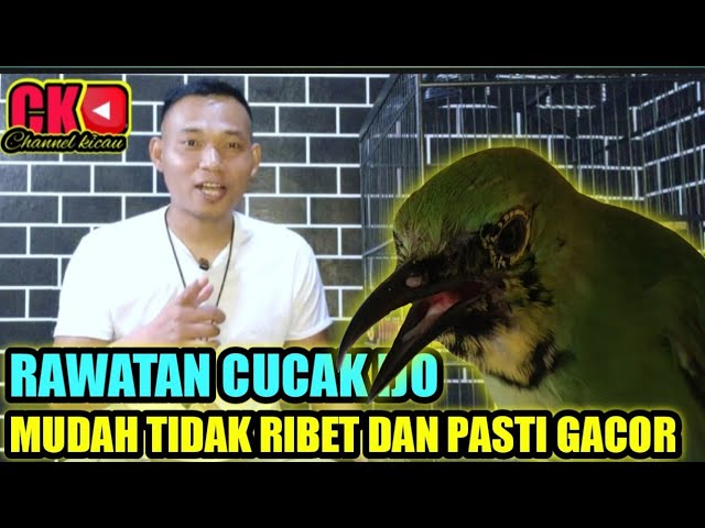 RAWATAN CUCAK IJO BAHAN BIAR CEPAT BUNYI TIDAK RIBET TIDAK NEKO NEKO class=