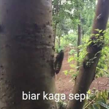 Suara tonggeret bikin hati adem