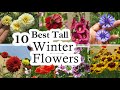 10 best tall winter flowering plants  winter flower plant  winter flower for height in the garden