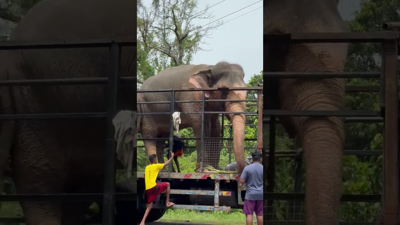 Elephants Transporting By Big old Lorry. Two Elephants - Sri Lanka 🐘 