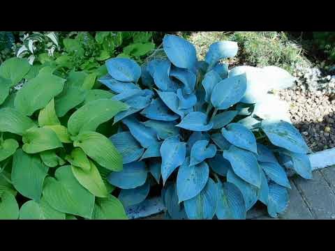 Сад хост и не только - YouTube