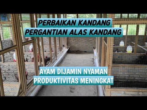 92. INGIN AYAM NYAMAN? PERHATIKAN KONDISI KANDANG DAN ALAS KANDANGNYA ?