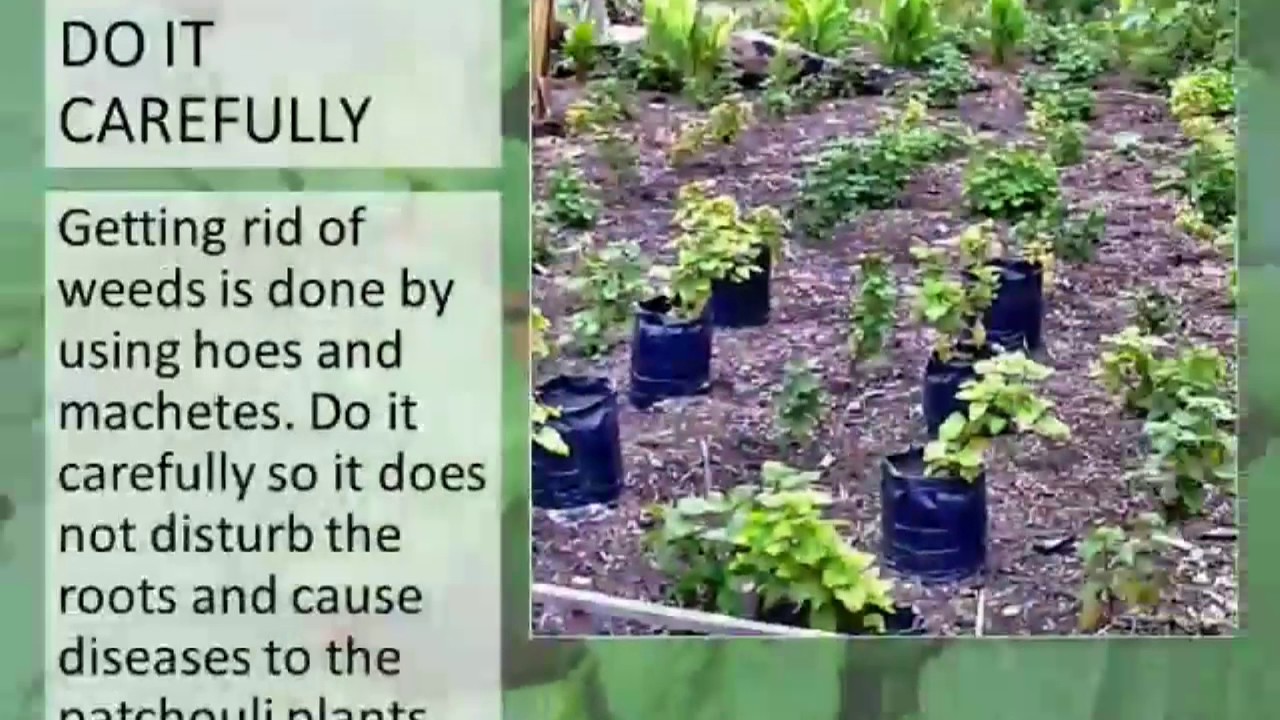 Patchouli Care for Plants YouTube