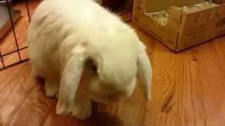 Funny Bunny Oinking