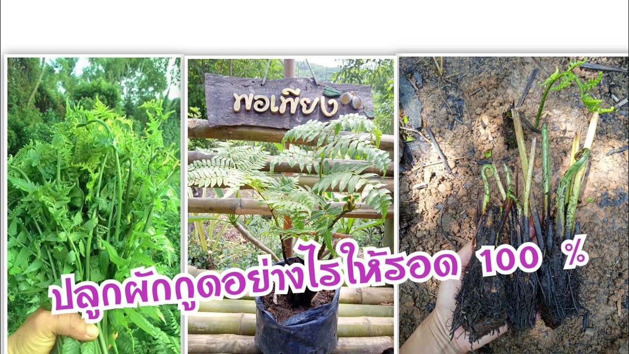 ปลูกผักกูดอย่างไรให้รอด100%