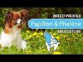 ► Papillon &amp; Phalène Breed Profile [2022] Temperament &amp; Training