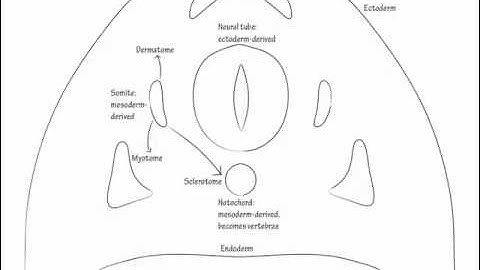Spinal and Cranial Nerve Origins   Draw it to Know it   Neuroanatomy Tutorial