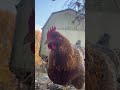 Chickens had other plans