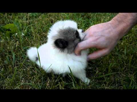 Cuteness overload featuring our teeny tiny pomeranian puppy Mickey.