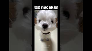 “뼈다귀를 잃어버렸지 뭐야~ 누군가가 찾아주면 참 기쁠것 같아!”