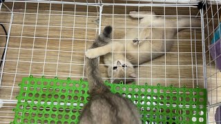Cute kitten Ti Ni wants to play with the tail of mama cat BunBun by BoBo & BunBun 482 views 1 year ago 1 minute, 57 seconds