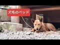 犬毛のベッド【2026年5月下旬】