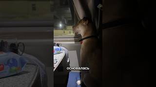переезд с собакой - как это было?#shorts
